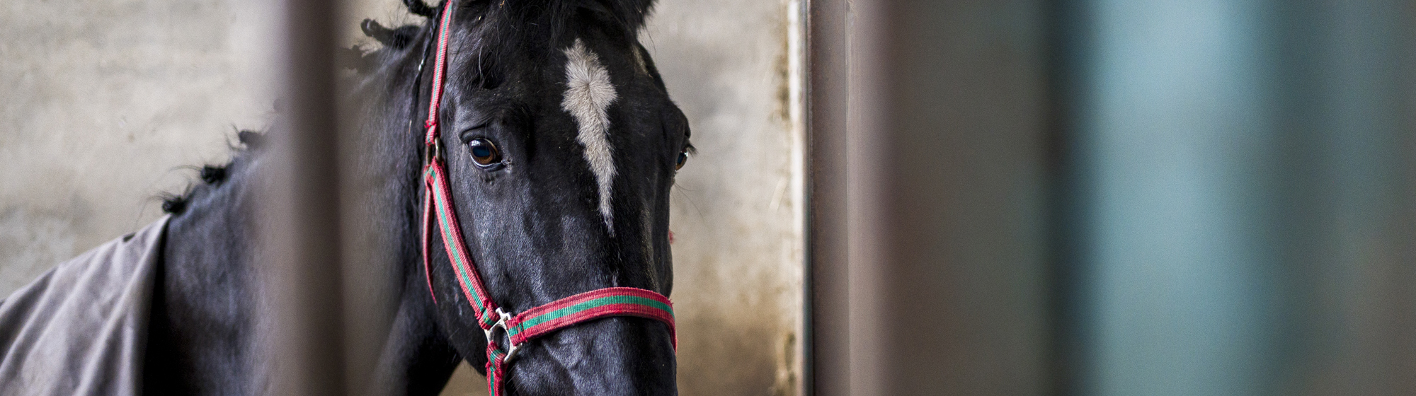fiera equina